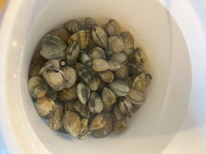 Bild zeigt einen Eimer mit Salzwasser in dem Teppichmuscheln liegen